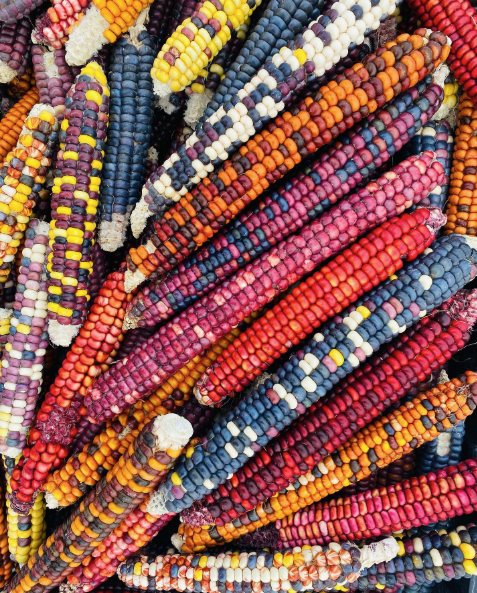 A pile of multicolored open-pollinated corn cobs in red, blue, orange, yellow and cream